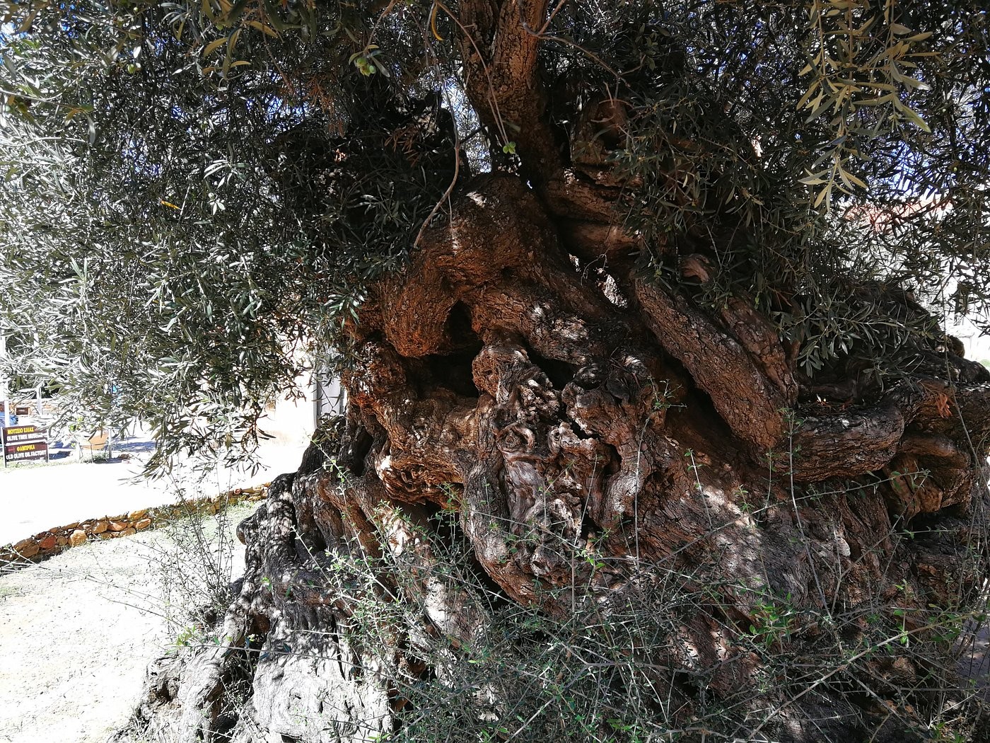 Gazing at a 5,000-year-old olive tree in Greece
