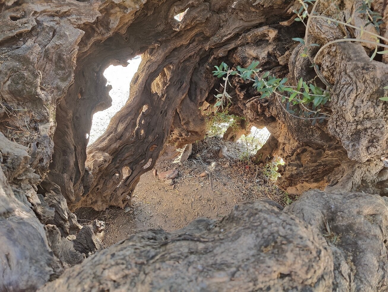 Gazing at a 5,000-year-old olive tree in Greece