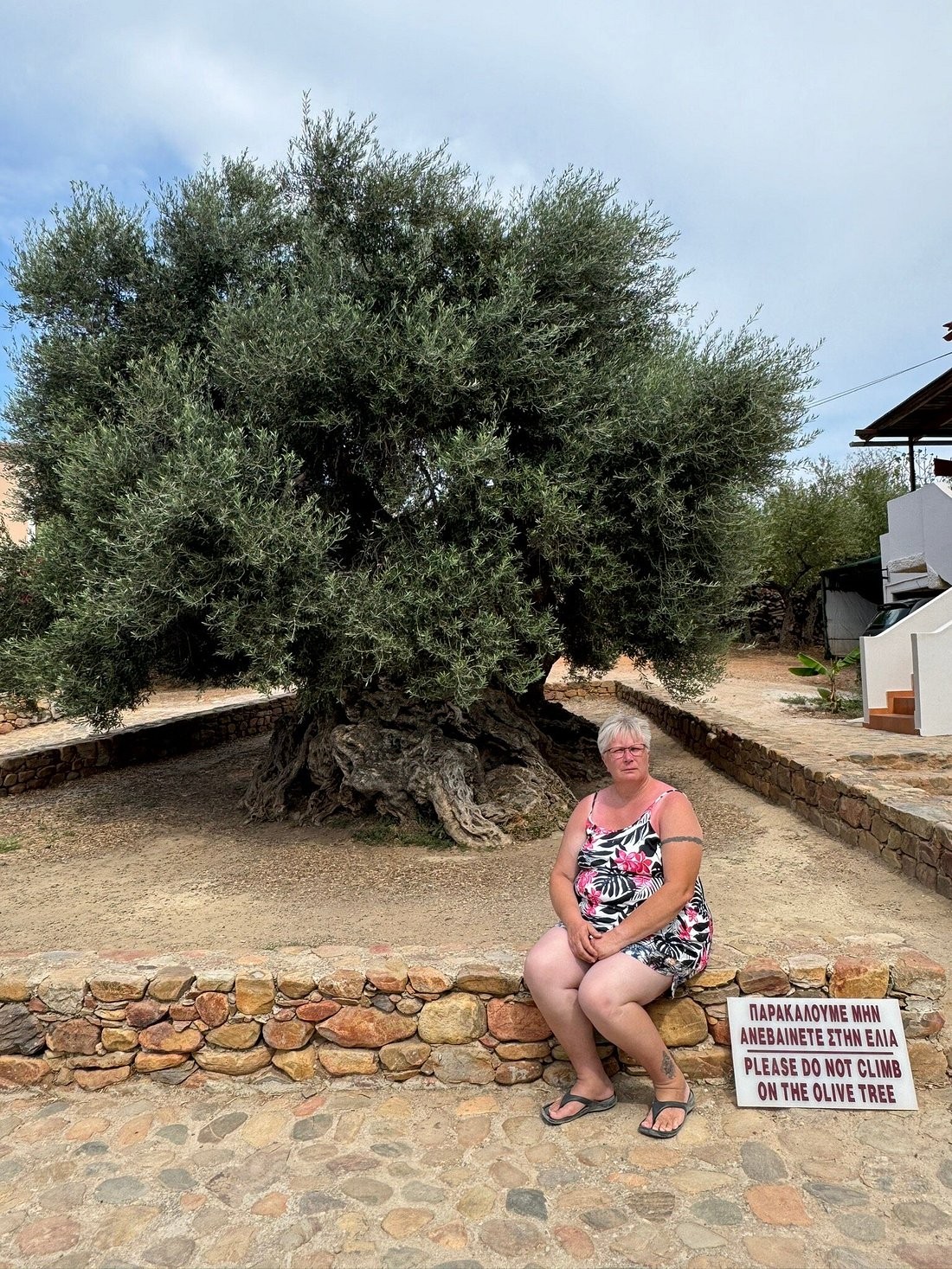Gazing at a 5,000-year-old olive tree in Greece
