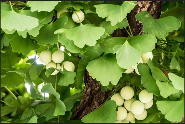 Trồng cây bản địa: Xu hướng làm đẹp không gian sống và gọi chim về tổ gây sốt toàn cầu
