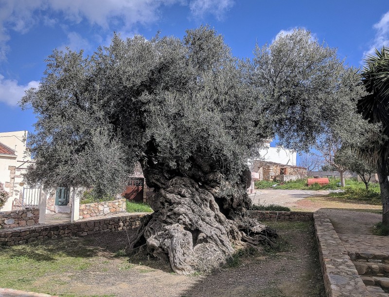 Gazing at a 5,000-year-old olive tree in Greece