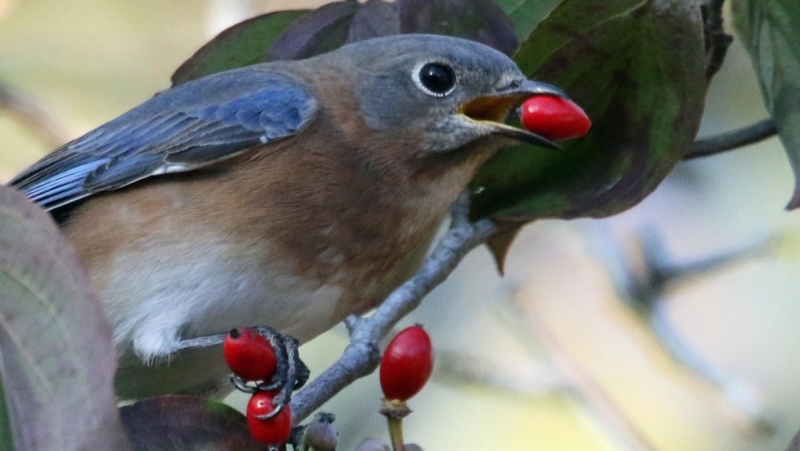Planting native species: A global trend for greener homes and bird-friendly spaces