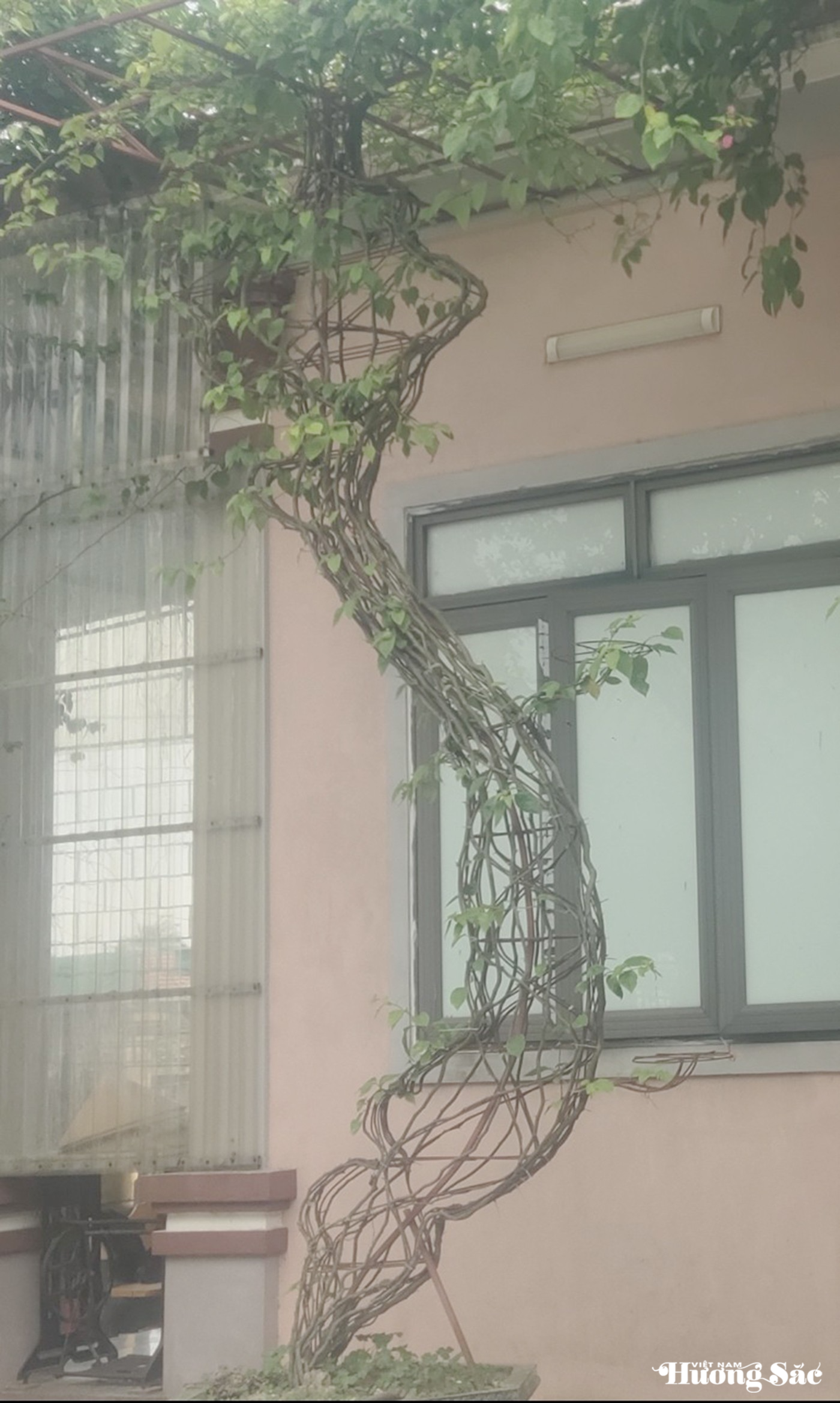 Ngắm những tác phẩm lục bình độc đáo từ cây của chàng trai 9X