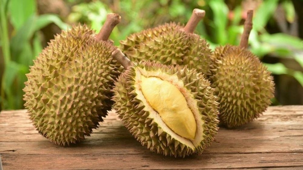 Sầu riêng Kanyao – “vua của các loại sầu riêng” với hình dáng tròn đều, cuống dài đặc trưng và giá trị lên đến 1,2 tỷ đồng/trái.