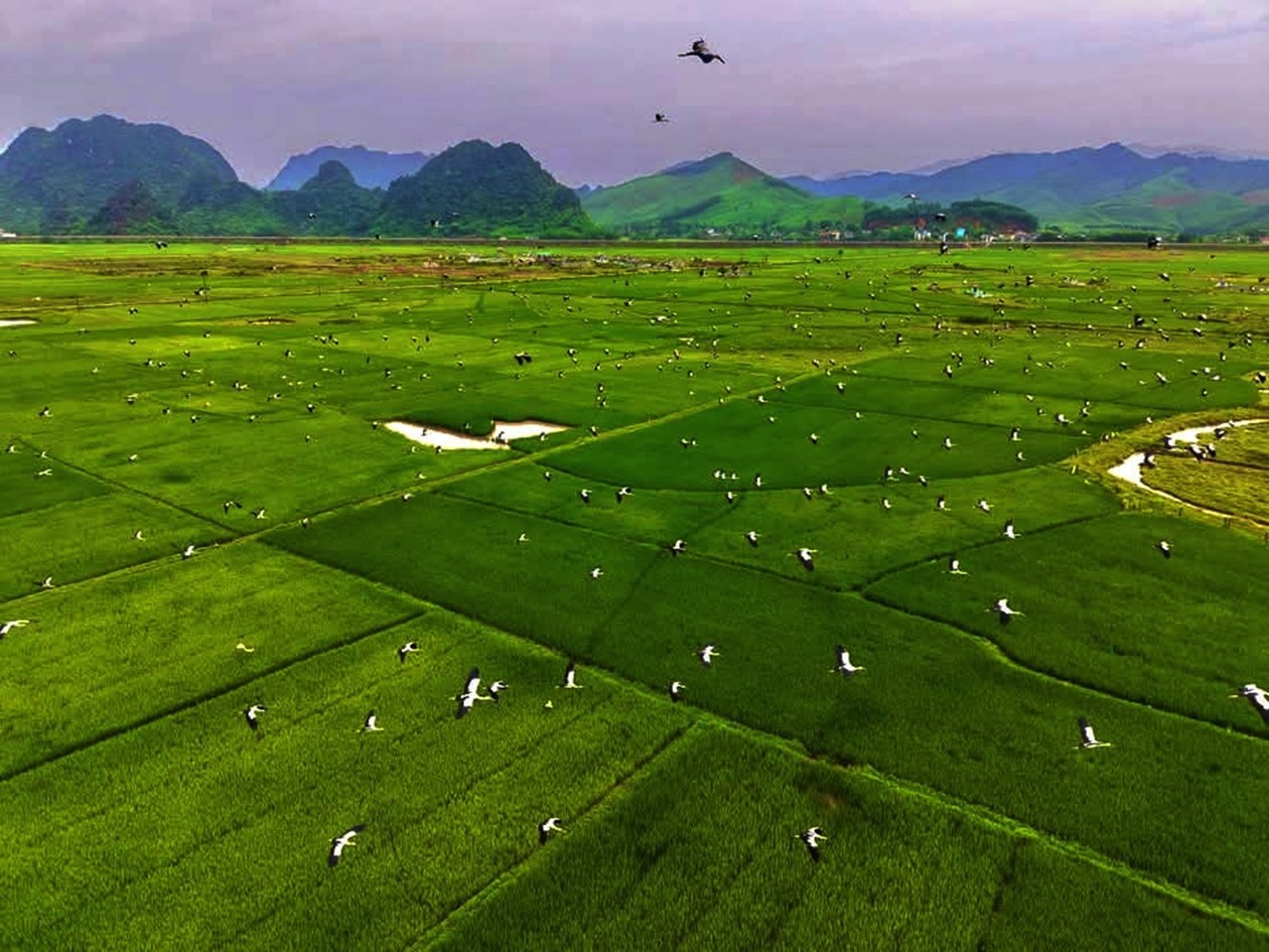 Loài cò nhạn quý hiếm có nguy cơ tuyệt chủng bất ngờ xuất hiện tại Phong Nha - Kẻ Bàng