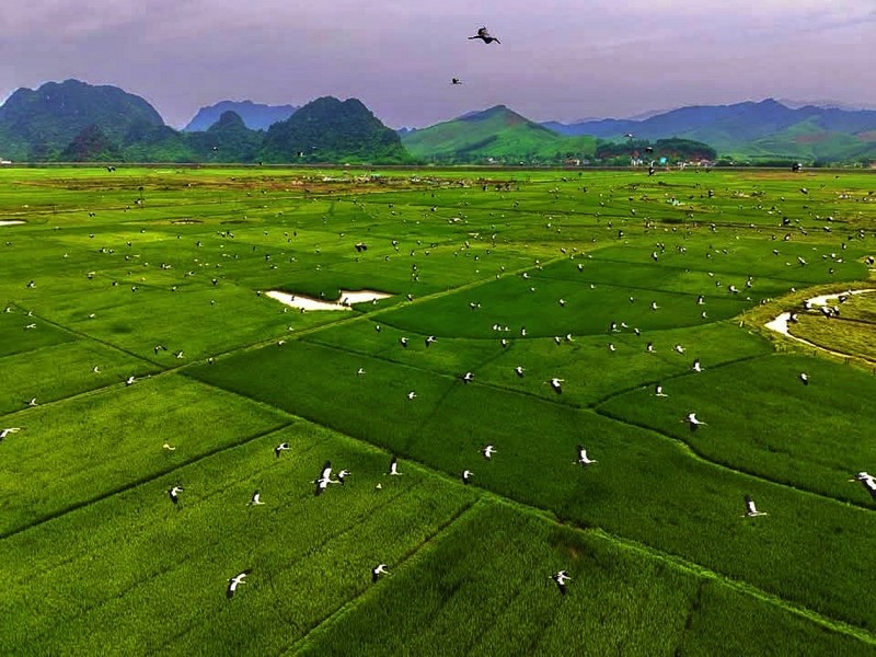 Endangered stork species making surprise appearance in Phong Nha - Ke Bang