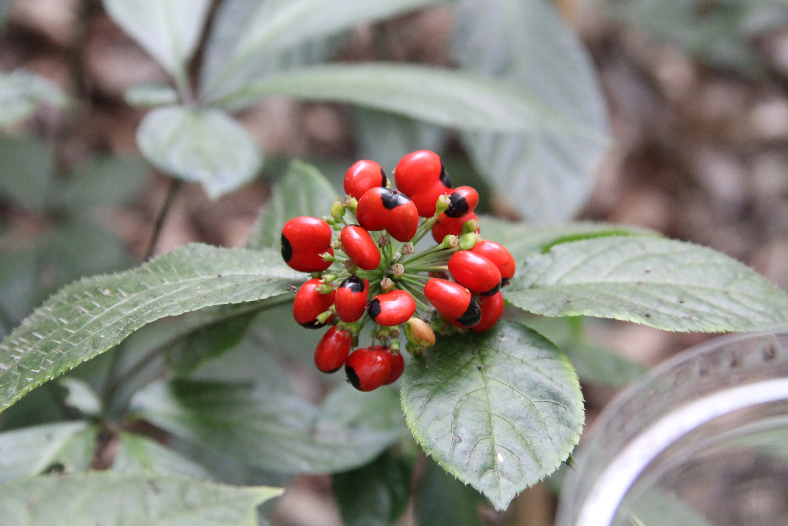 Ngoc Linh ginseng hits peak season