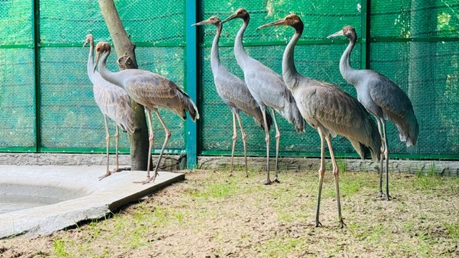 6 cá thể Sếu đầu đỏ từ Thái Lan nhập về cách ly, kiểm dịch tại Thảo Cầm Viên Sài Gòn.