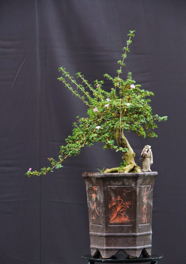Hồng Loan Mai – Nét duyên bonsai từ loài hoa quyến rũ