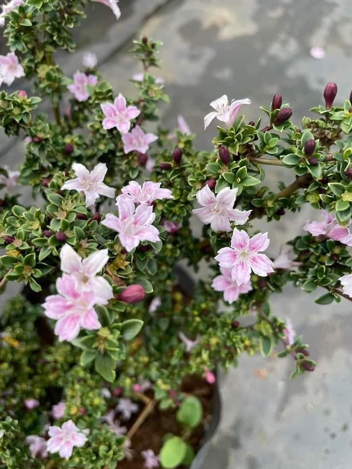 Hồng Loan Mai – Nét duyên bonsai từ loài hoa quyến rũ