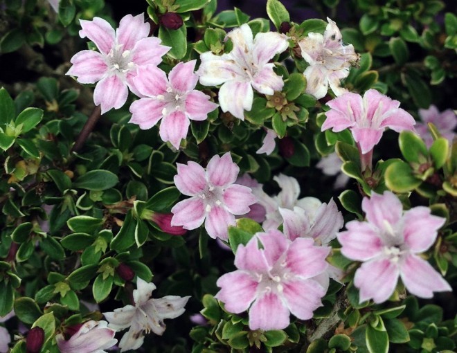 Hồng Loan Mai – Nét duyên bonsai từ loài hoa quyến rũ