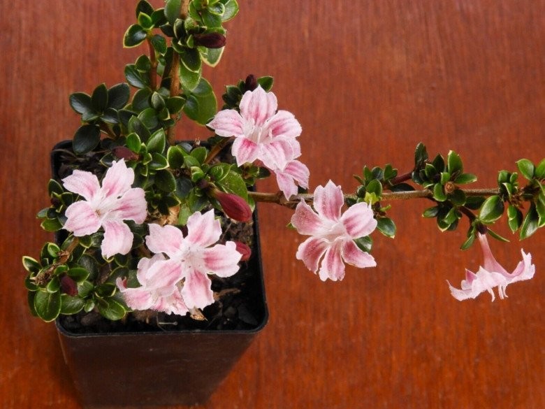 Hồng Loan Mai – Nét duyên bonsai từ loài hoa quyến rũ