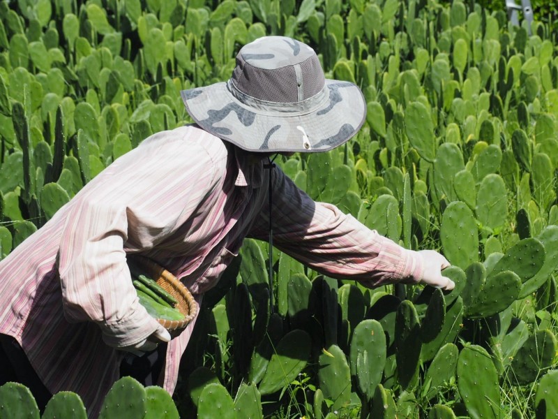 Leaving a $1,000 office job, engineer turns cactus into food and drink