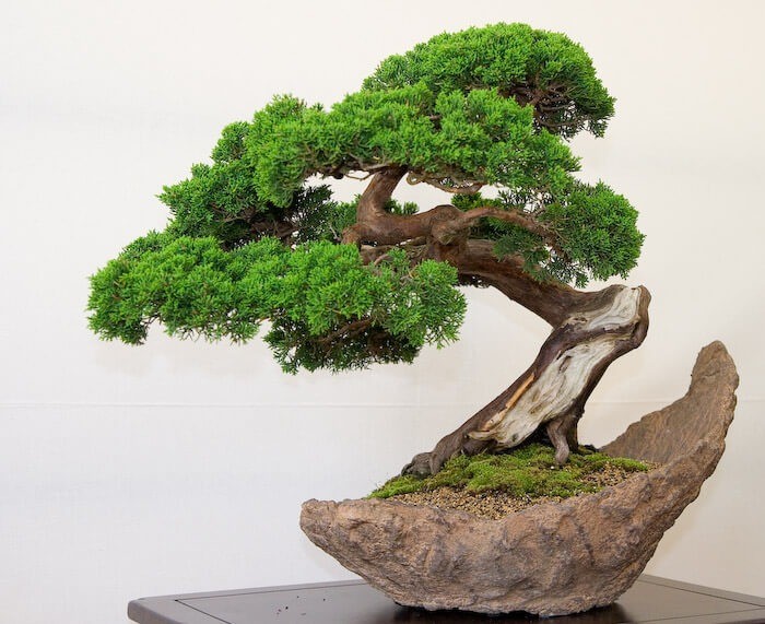 Cục Trồng trọt và Bảo vệ Thực vật: