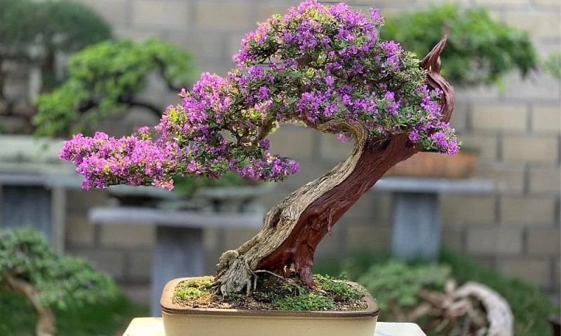 Department of Crop Production and Plant Protection: "Orienting the total production value of flower and ornamental plant sector reach 70-75 trillion VND by 2025"
