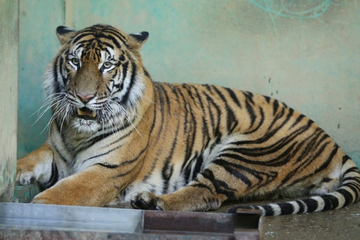 Phong Nha - Ke Bang National Park: Revival of 7 rare Indochinese tigers